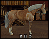 !R Horse Animated