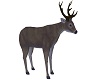 Animated Deer