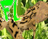 leopard bundle