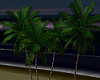 Mz.Palm Trees