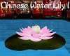 Chinese Water Lily 1