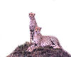 2 cheetahs on hill