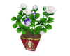2 color Roses Gold Pot 2