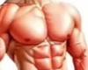 full musculos sexy