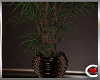 Oscuro Potted Plant