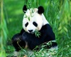 Panda Eating