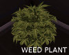 Weed plant