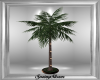 RB Lite Up Palm Tree