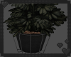 Tall Plant