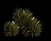 *Surya Bushes