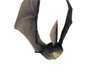 Bat/tiggers