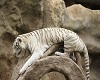 white tiger