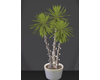 Indoor palm planter