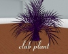 Purple plant for club