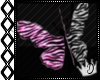 [] Zebra Butterflies