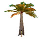 tree 21 palm