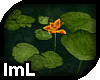lmL Autumn Water Lilies