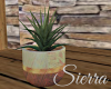 ;) Aloe Plant Arizona 2