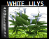 WHITE LILY PLANTS