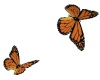 ANIMATED BUTTERFLYS