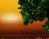 Sunset Tree