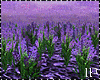 Violets Spring PhotoRoom