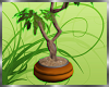 Pinaster Palm Tree [CH]