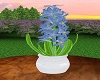 Blue Hyacinth Plant