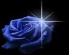 blue roses