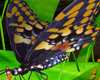 }T{Monarch Butterfly