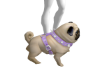 DOG CUTE FEMALE