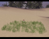 Beach Animated Grass