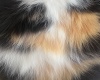 Calico Tail