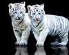 Baby white tigers