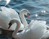 Swans in water