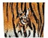 tiger on tiger pic frame