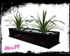 Rustic Loft Plant