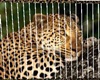 cheetah photo fram
