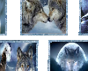 ! 5 wolf pictures !