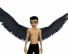 gray wings