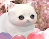 meow