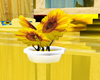 Potted Sunflowers
