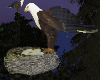 Bald Eagle Nest Poseless