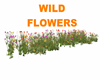 WILD FLOWERS 1