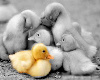 family duck
