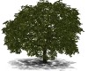 Realistic tree 2
