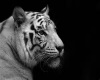 my Mirrored Tiger