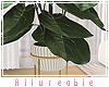 A* Clean Girl Plant 2
