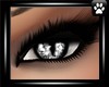*SA* Grey cat eyes