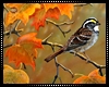Autumn Sparrow Art